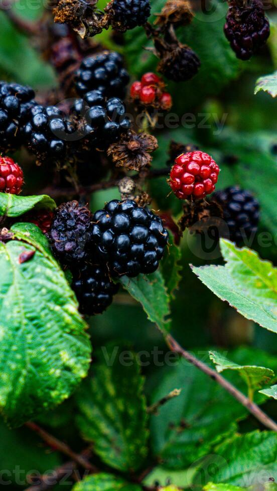 Ripe Blackberries on a Bramble Bush photo