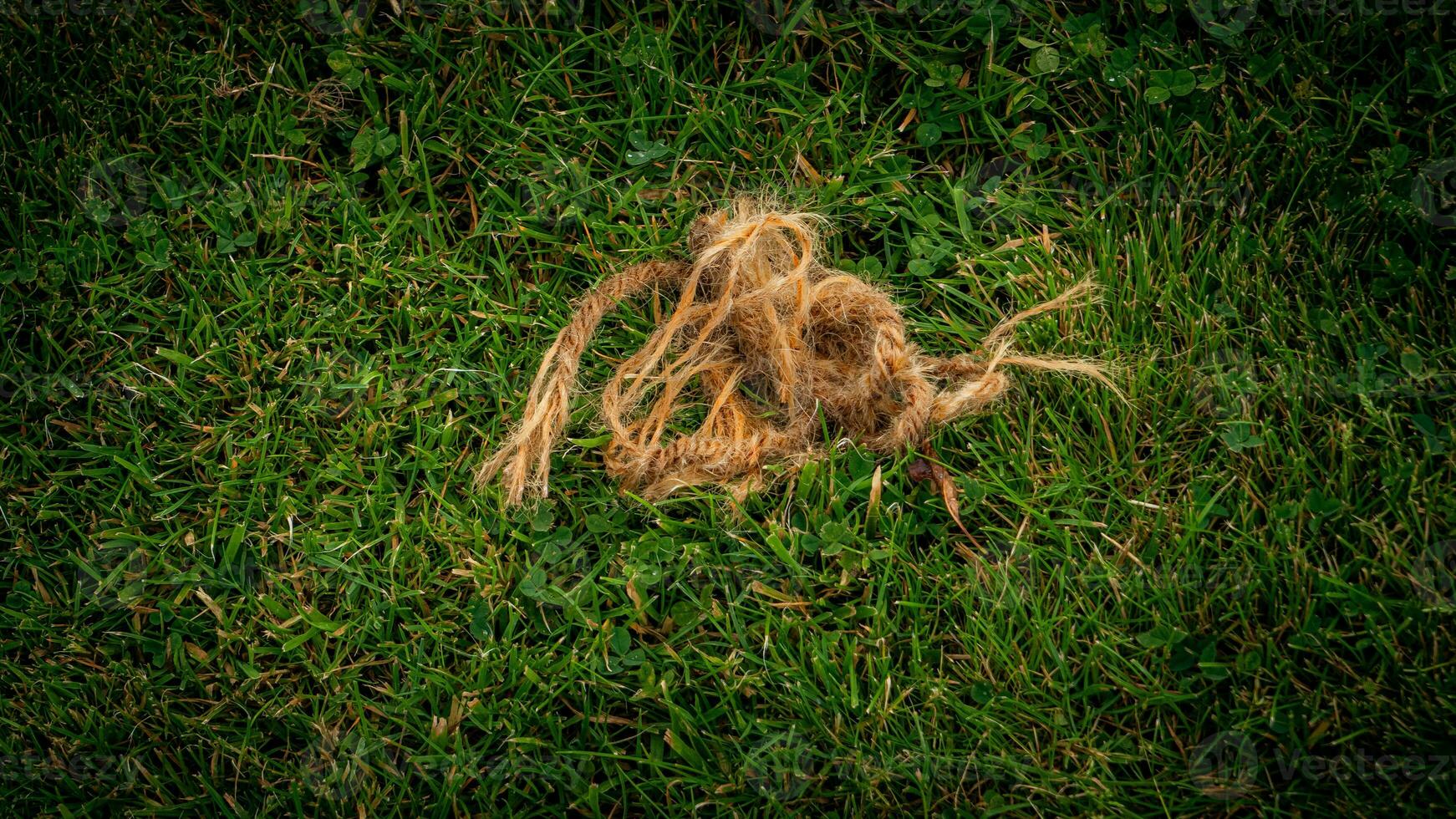 Texture background of green grass photo