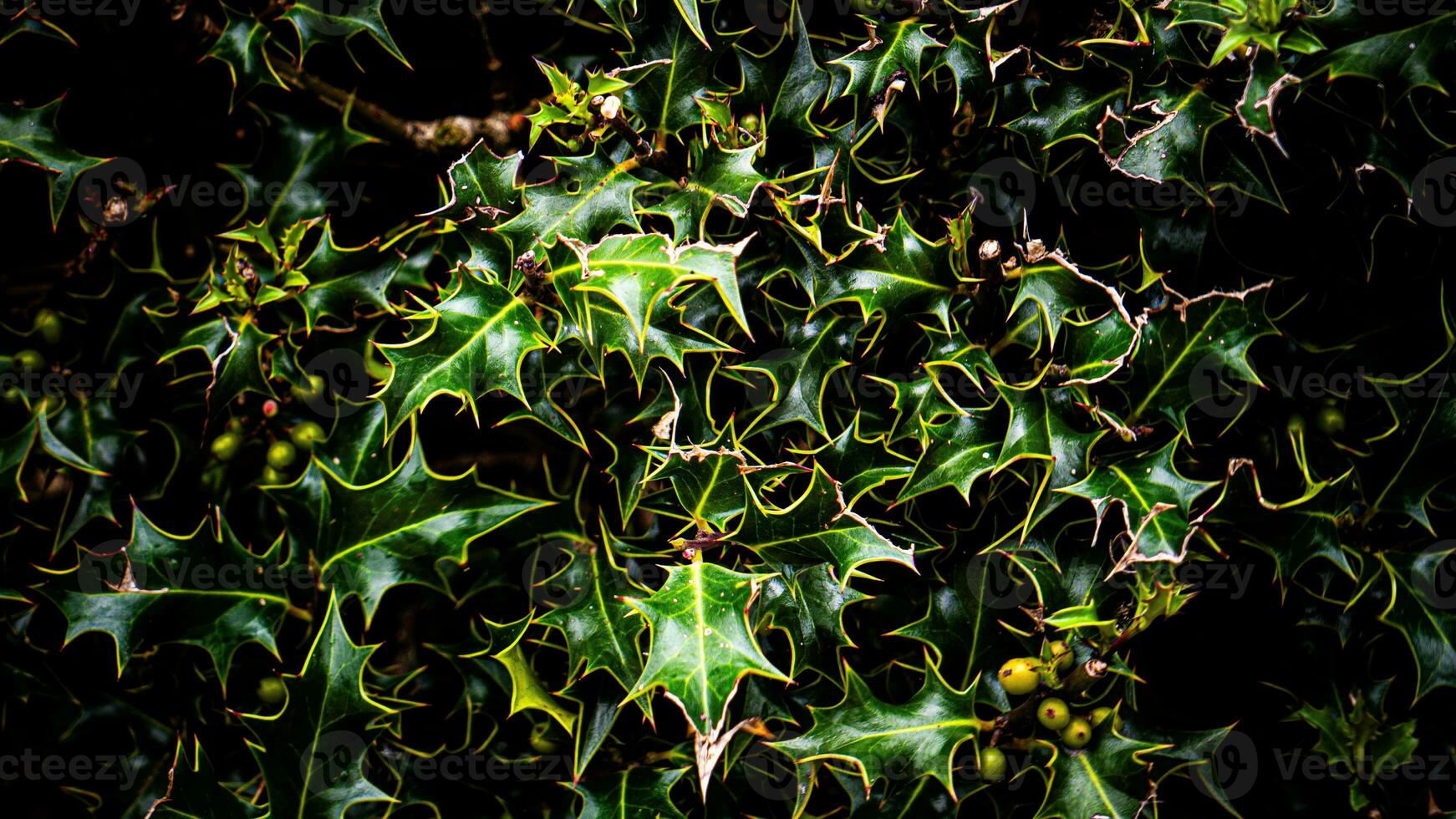 Tropical Jungle Abstract Top View Foliage photo