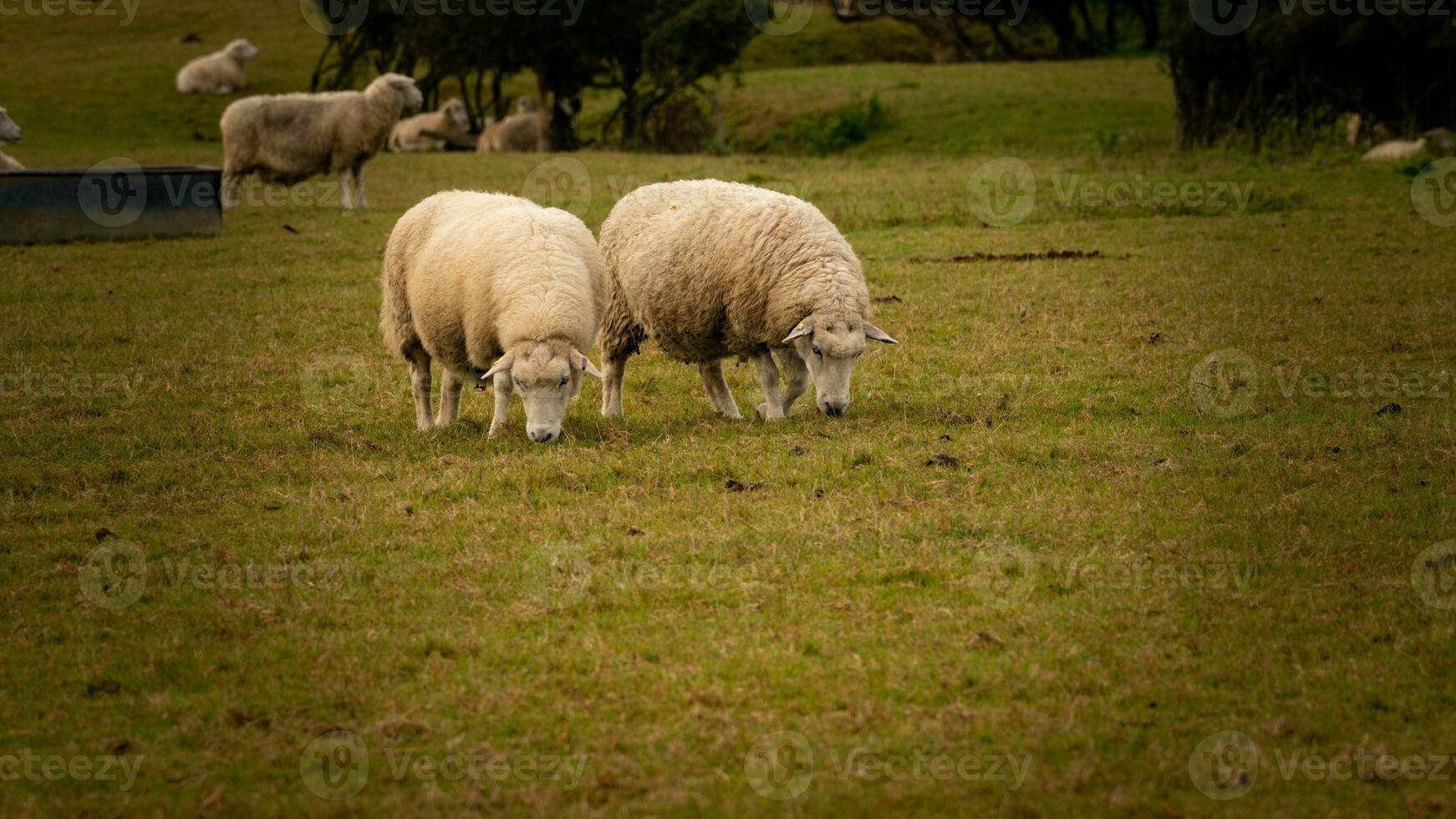 rebaño de lanoso oveja en un campo granja foto