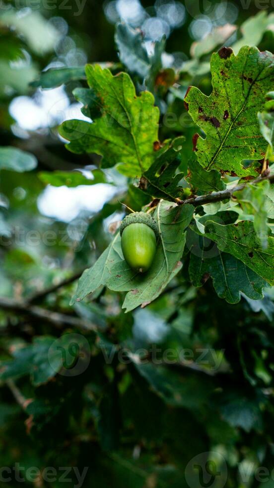 detallado macro Disparo de europeo roble hoja y bellota foto