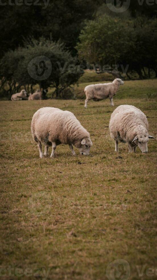 rebaño de lanoso oveja en un campo granja foto