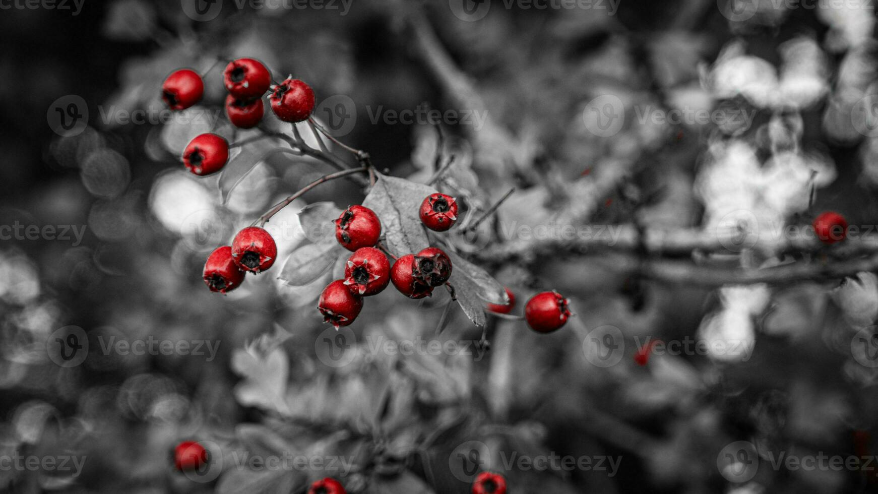 Macro Closeup of Ripe Hawthorn Berries in Autumn photo