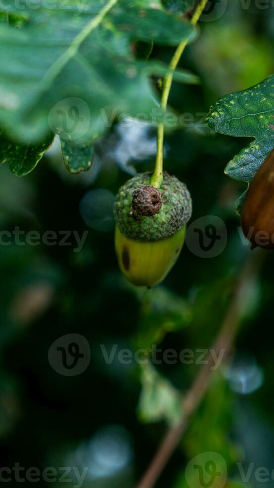 Detailed Macro Shot of European Oak Leaf and Acorn photo