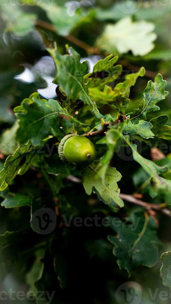 detallado macro Disparo de europeo roble hoja y bellota foto