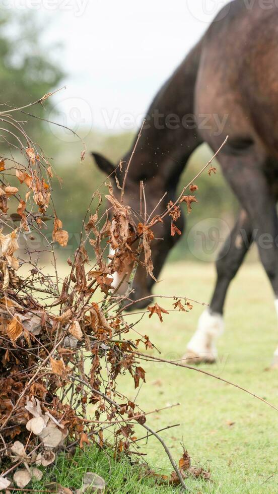 Chestnut Beauty Closeup of a Stunning Horse photo