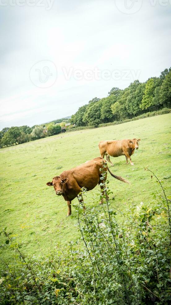 Rural Meadow Grazing Brown Cattle in Green Pasture photo