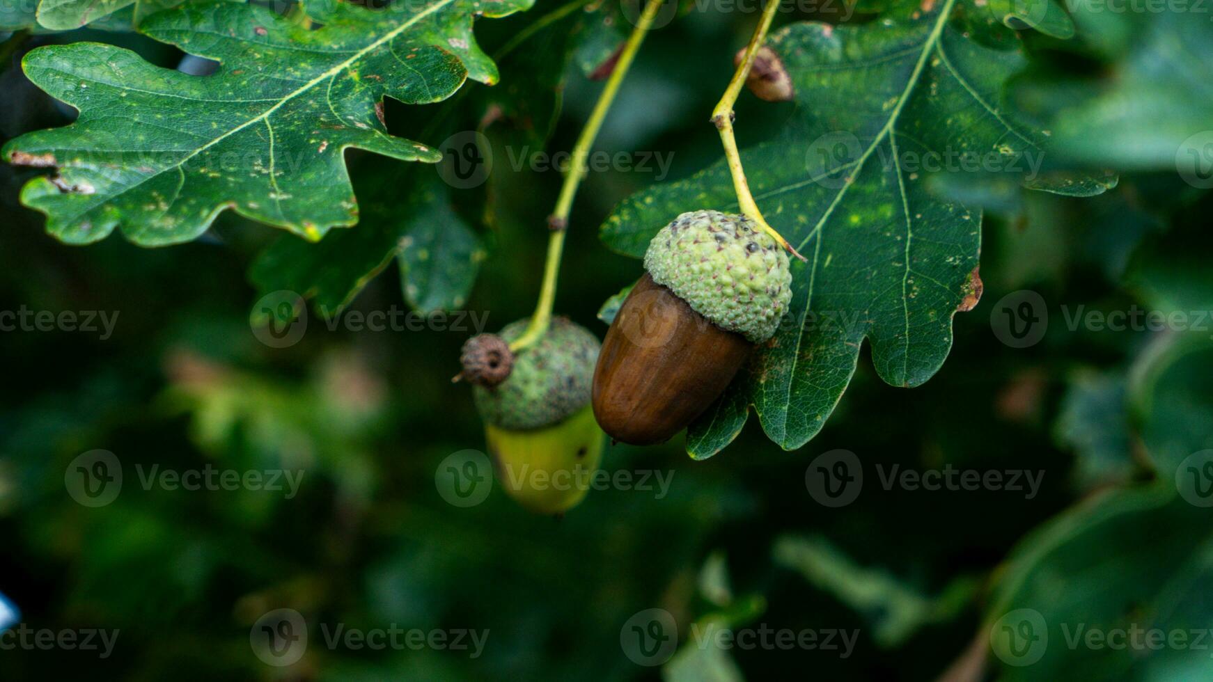 detallado macro Disparo de europeo roble hoja y bellota foto