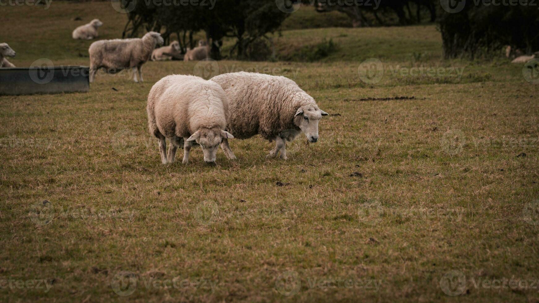 rebaño de lanoso oveja en un campo granja foto