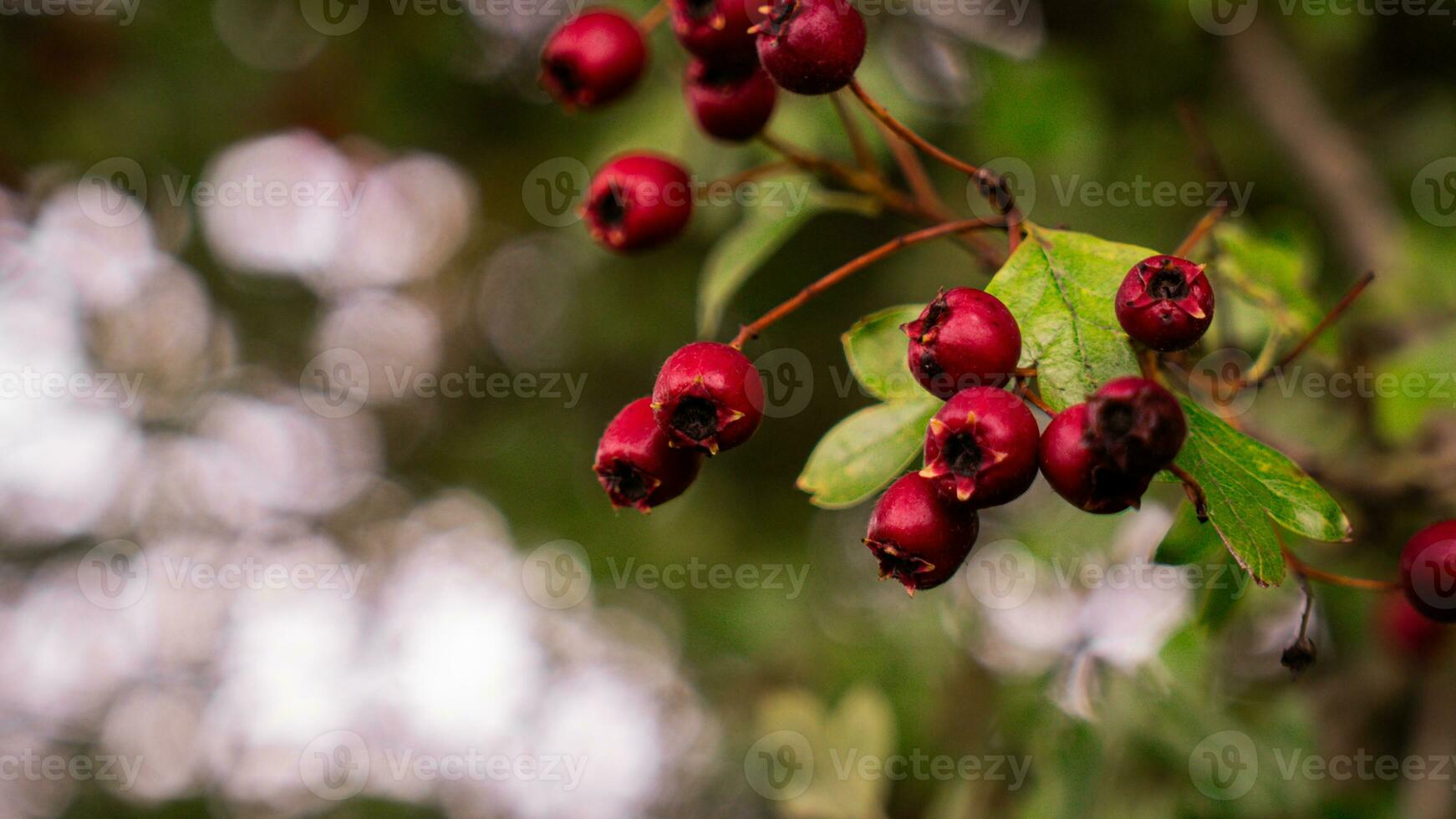 Macro Closeup of Ripe Hawthorn Berries in Autumn photo