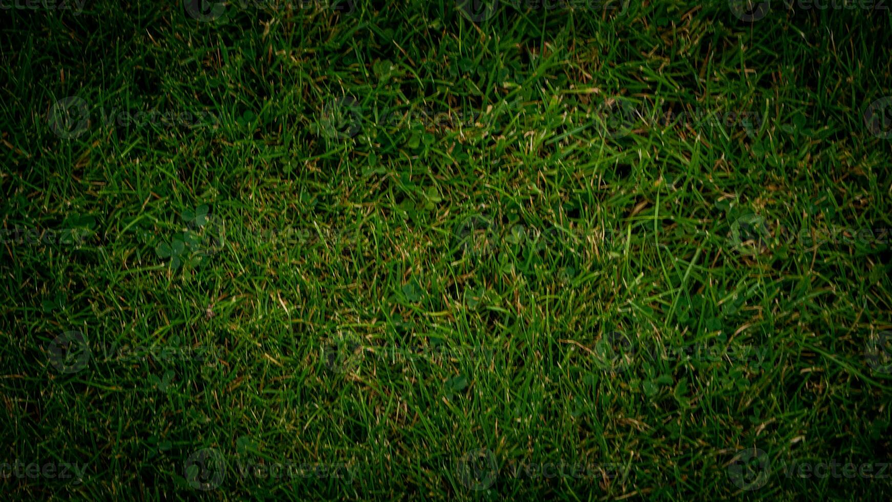 Texture background of green grass photo