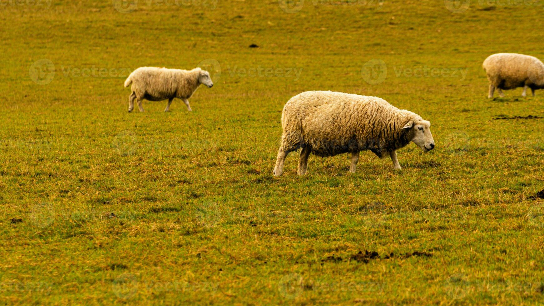 Flock of Woolly Sheep on a Countryside Farm photo