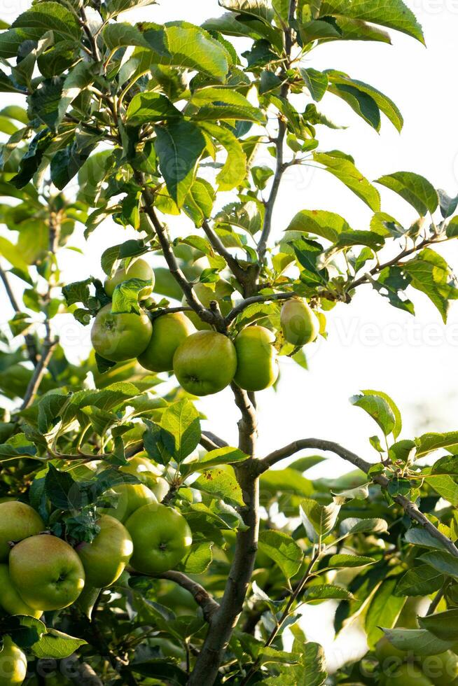 manzanas verdes en la rama de un árbol foto