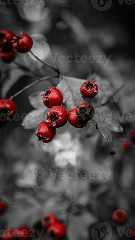 Macro Closeup of Ripe Hawthorn Berries in Autumn photo