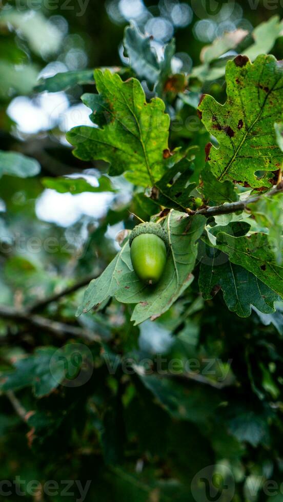 Detailed Macro Shot of European Oak Leaf and Acorn photo