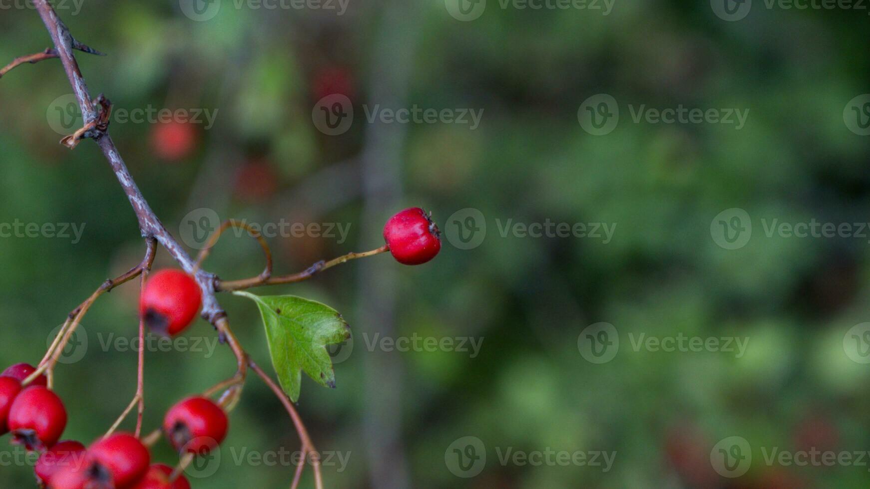 Macro Closeup of Ripe Hawthorn Berries in Autumn photo