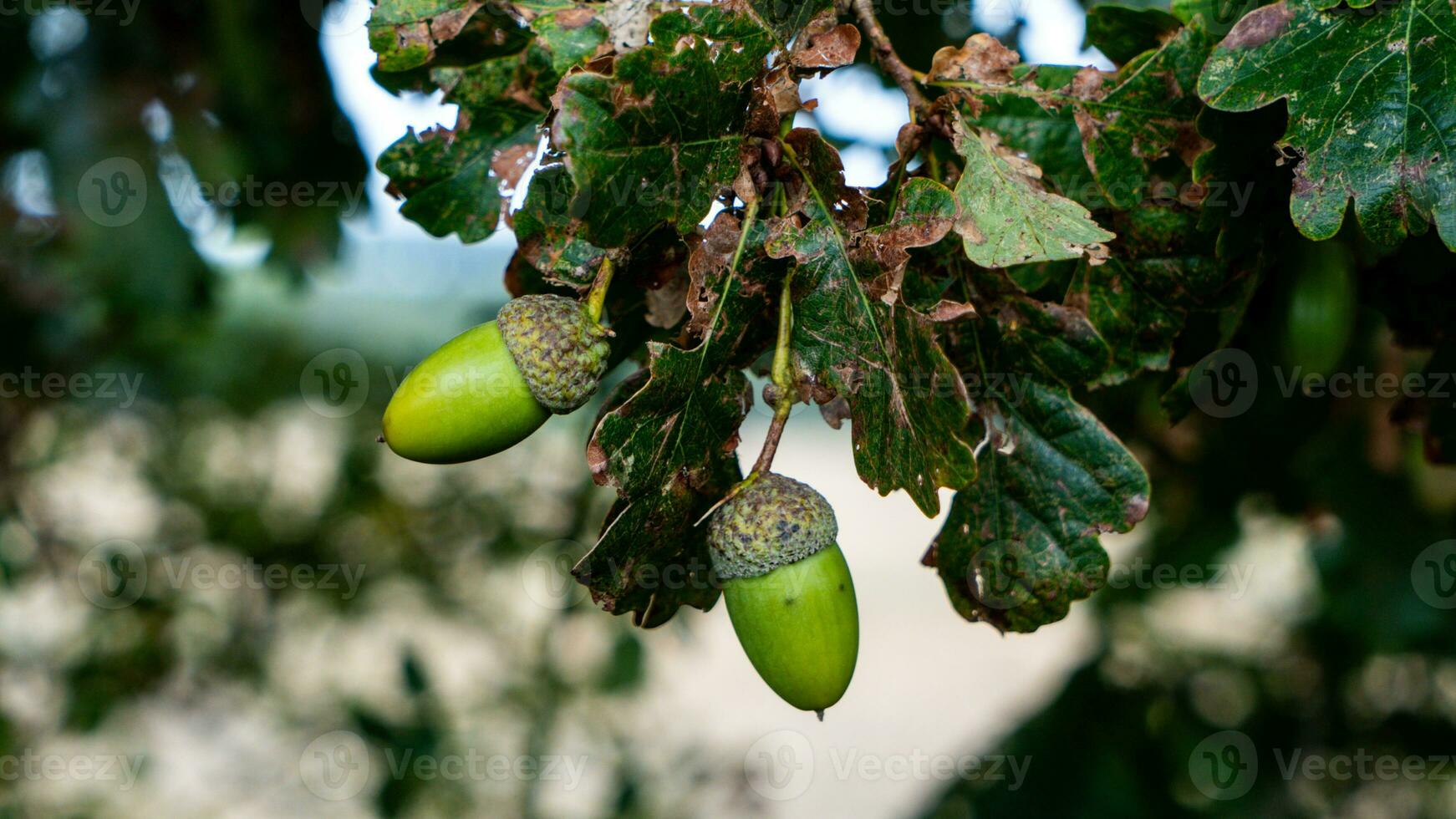 Detailed Macro Shot of European Oak Leaf and Acorn photo