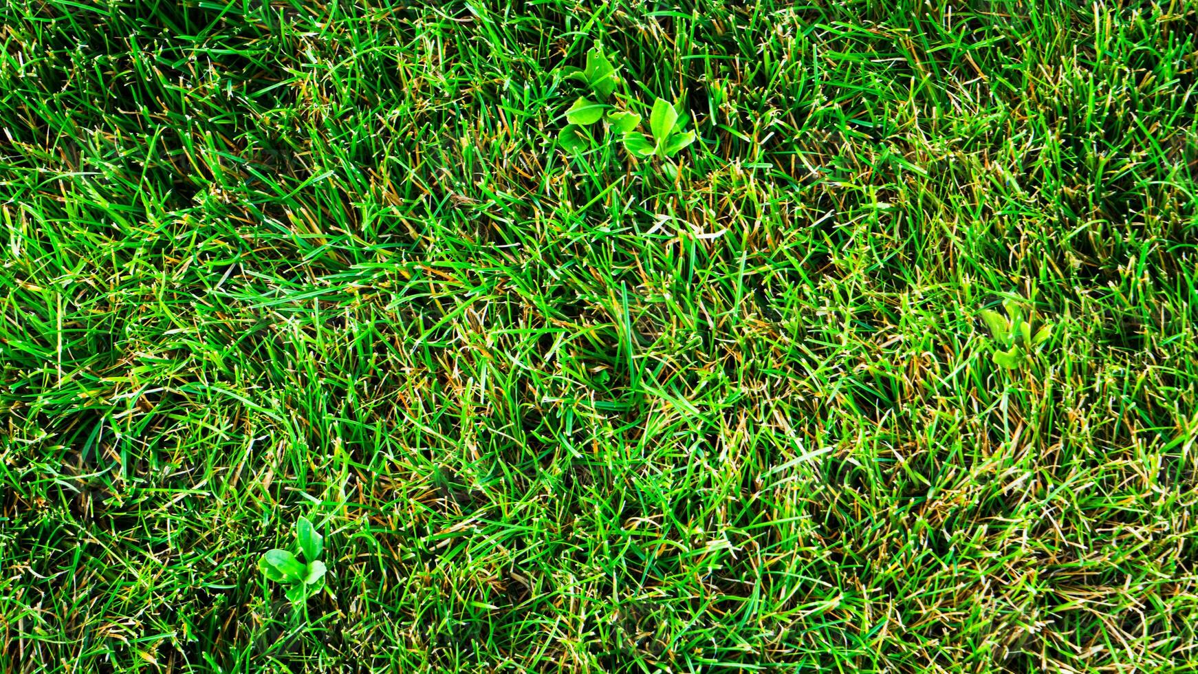 Texture background of green grass photo