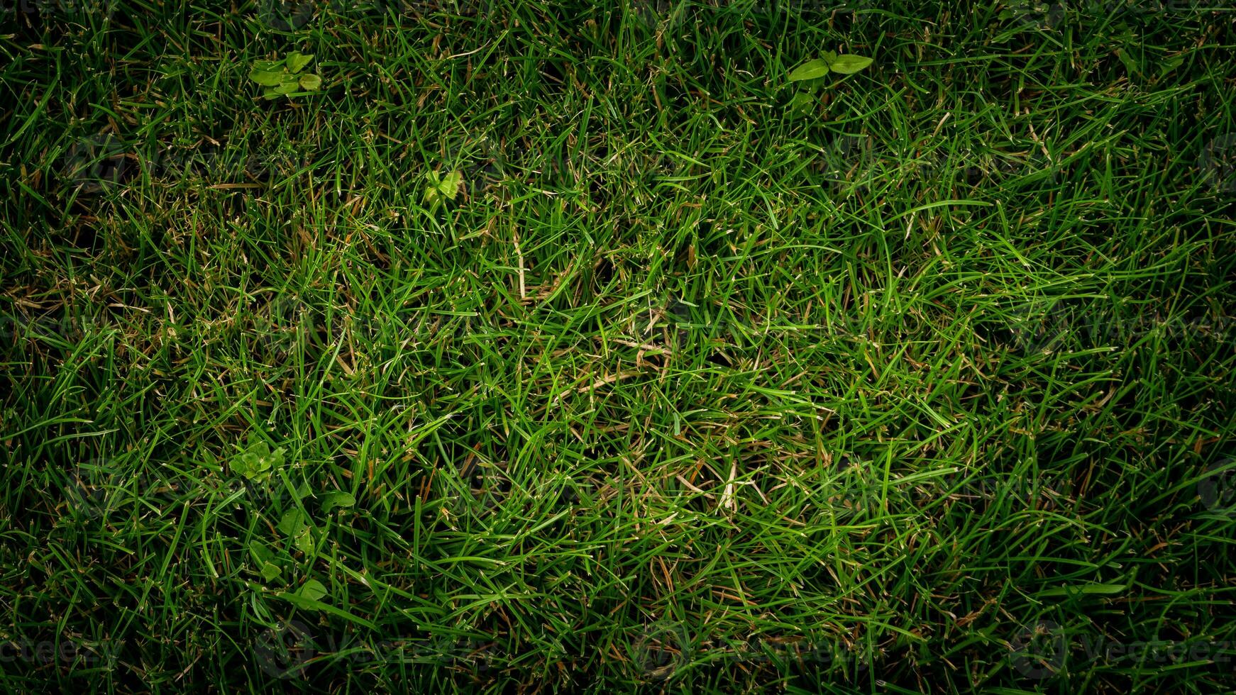 Texture background of green grass photo