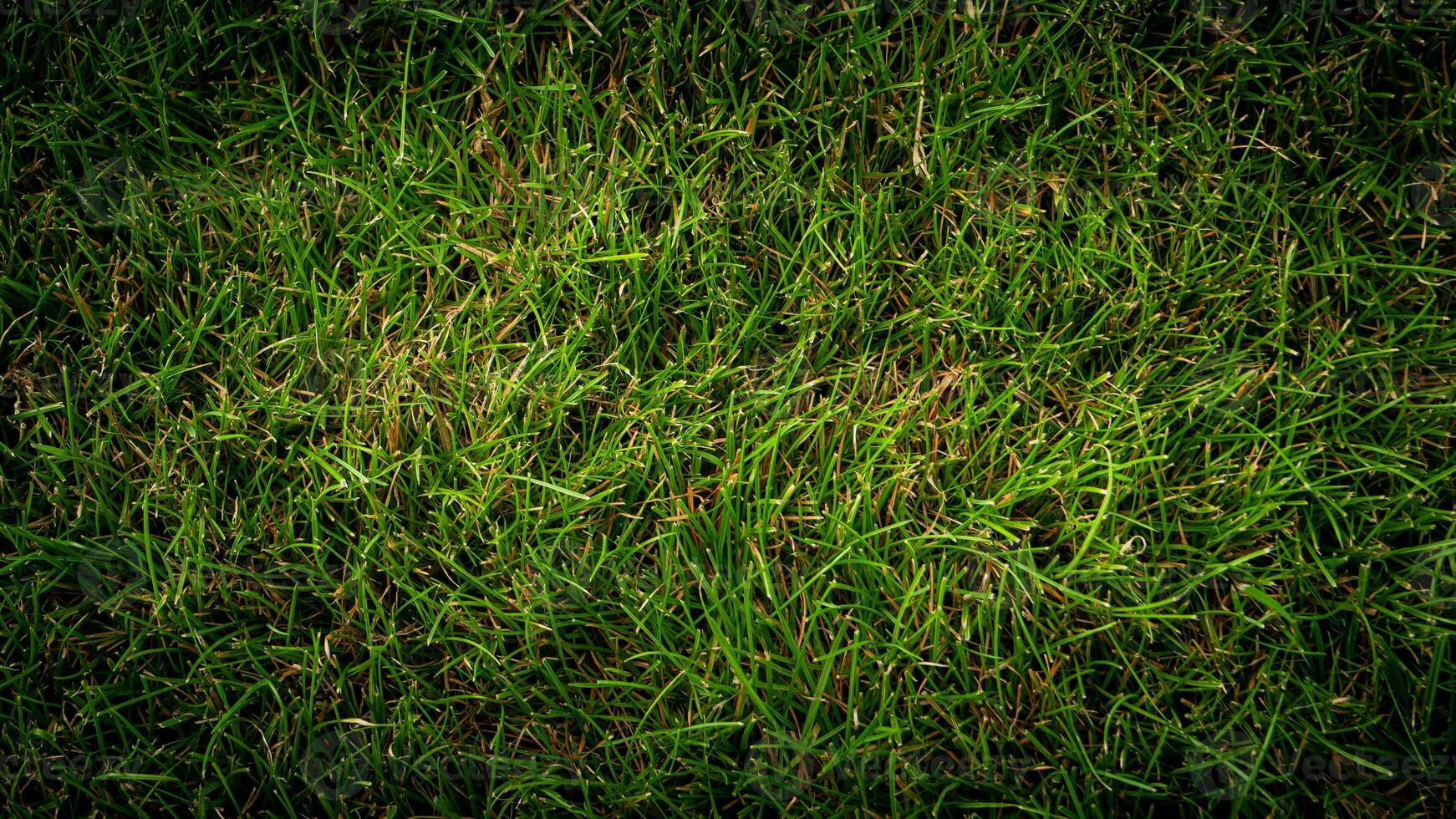 Texture background of green grass photo