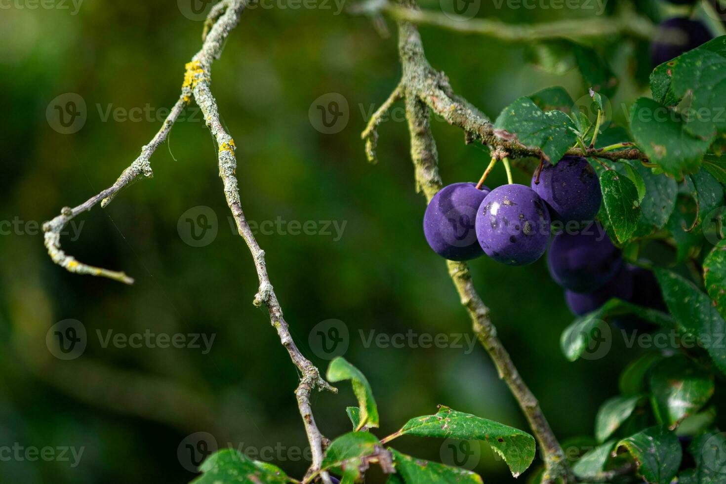 Purple Blue plums on tree branch photo