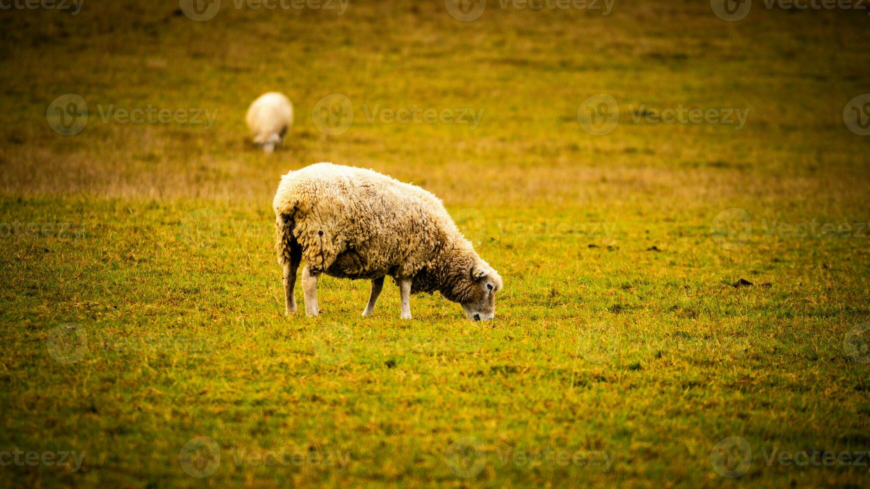 Flock of Woolly Sheep on a Countryside Farm photo