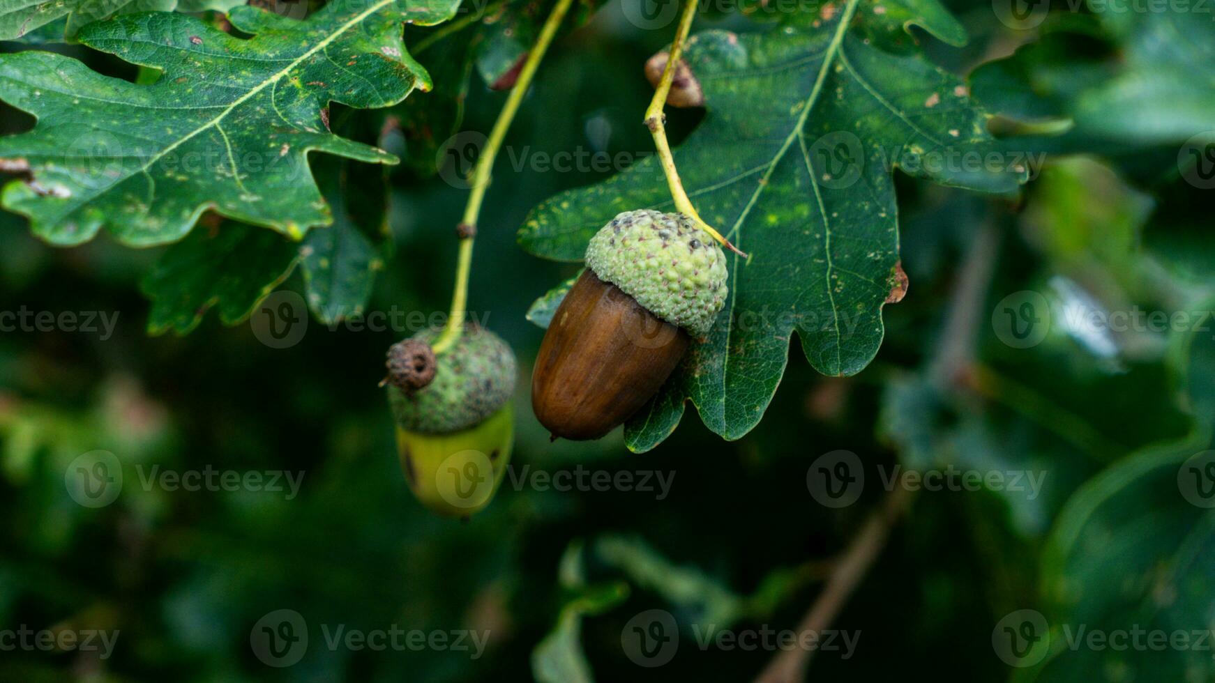 detallado macro Disparo de europeo roble hoja y bellota foto