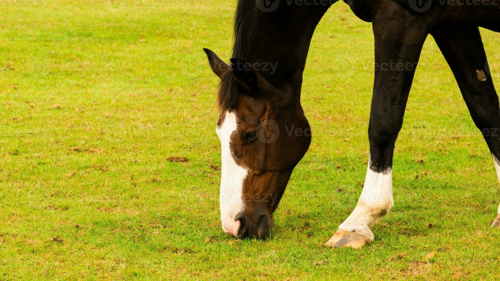 castaña belleza de cerca de un maravilloso caballo foto