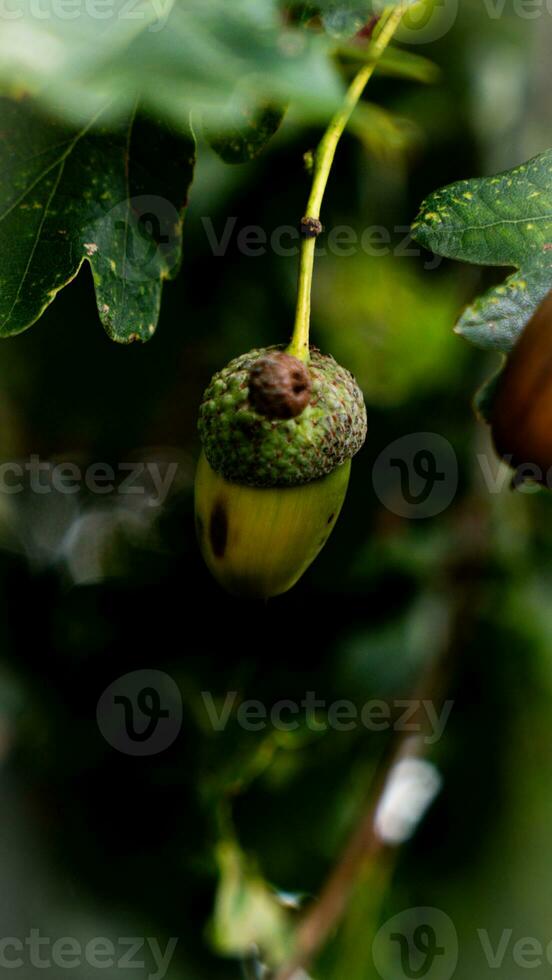 detallado macro Disparo de europeo roble hoja y bellota foto