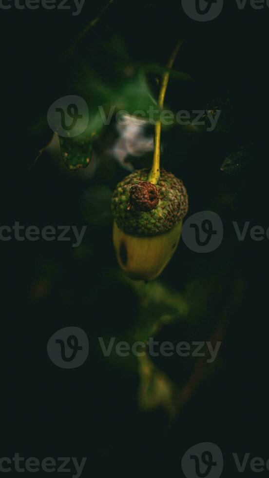 Detailed Macro Shot of European Oak Leaf and Acorn photo