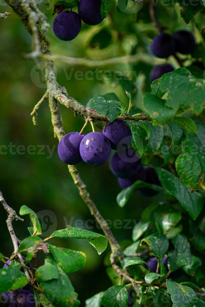 púrpura azul ciruelas en árbol rama foto