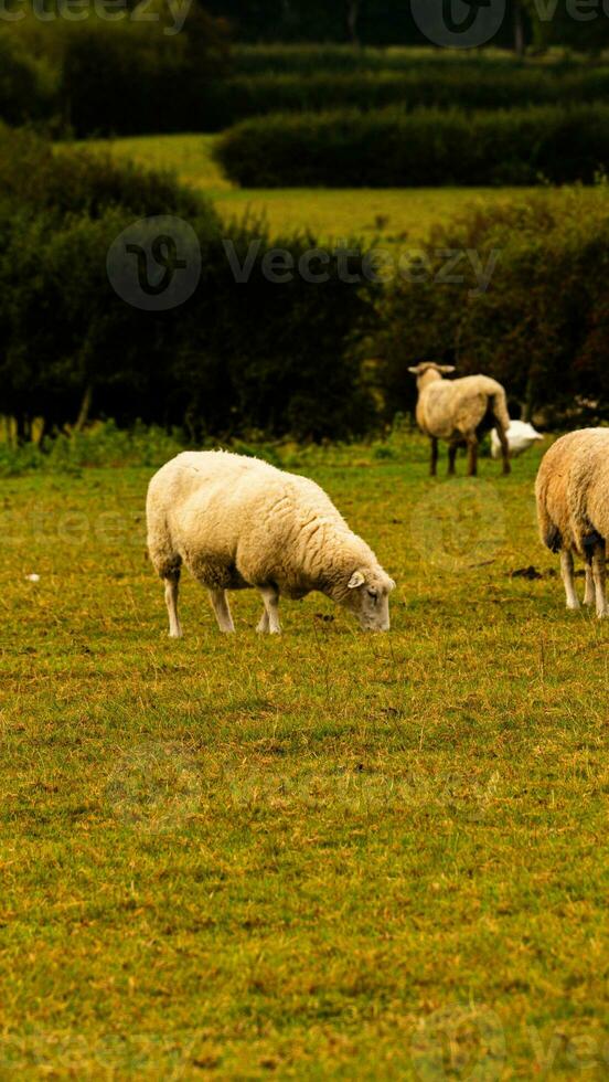 rebaño de lanoso oveja en un campo granja foto