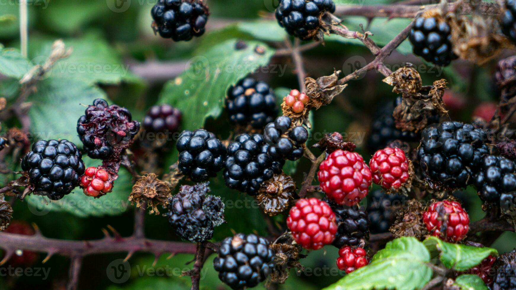 Ripe Blackberries on a Bramble Bush photo