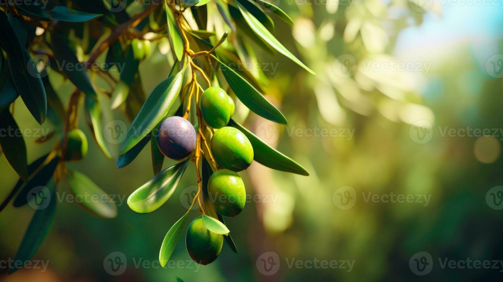 Branch of an Olive Tree with Green and Purple Olives in a Garden AI Generated photo