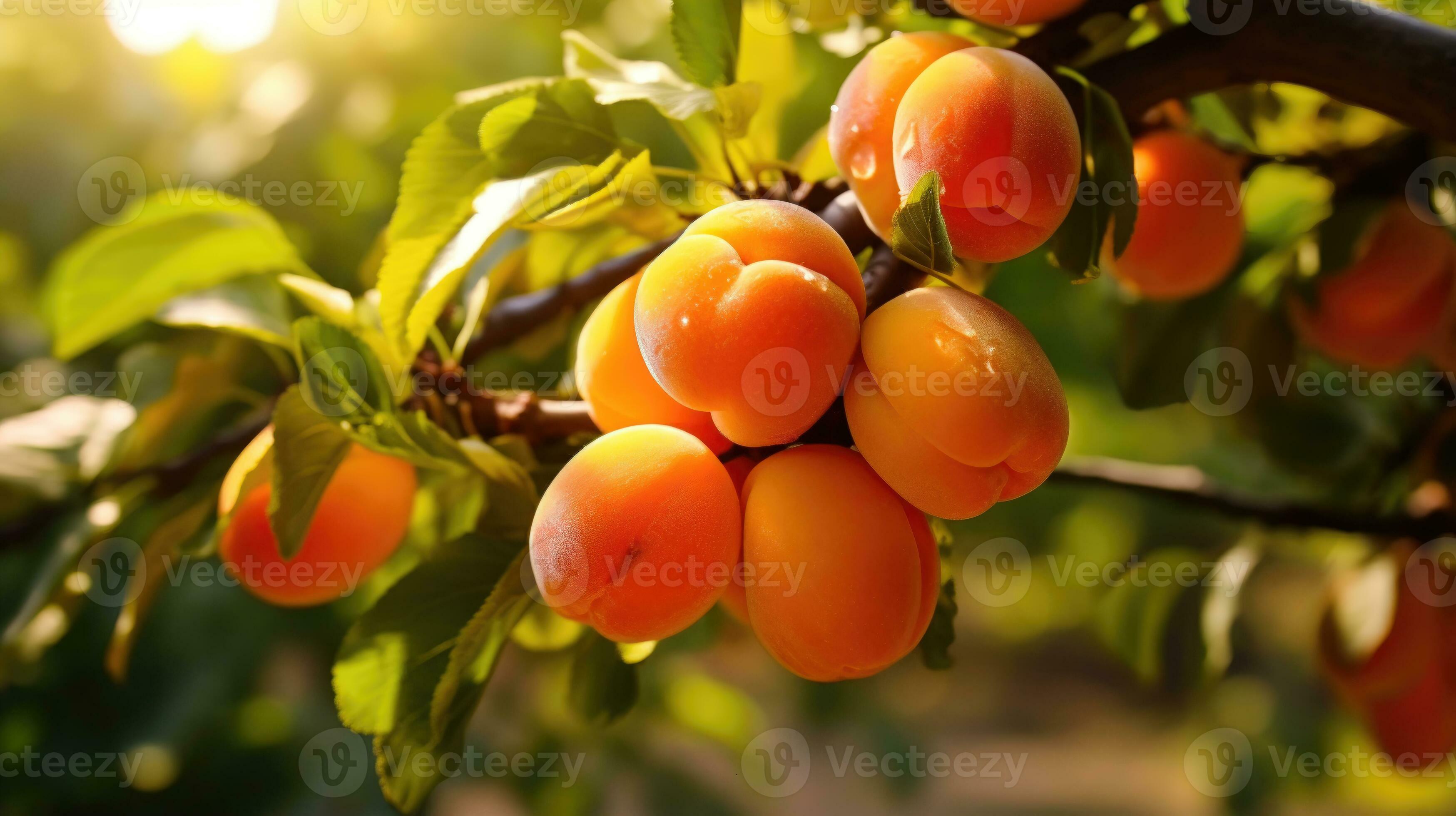 Fresh and Juicy Apricots A Natural and Healthy Fruit Produce AI
