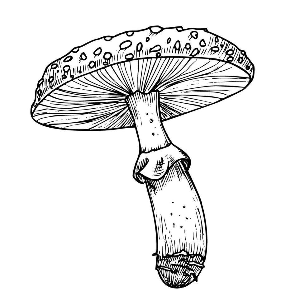 Drawing of Fly Agaric. Hand drawn vector illustration of forest psychedelic Mushroom in linear file. Sketch of magic fungus painted in by black and white colors. Sketch of woodland plant for icon