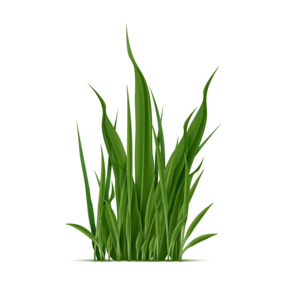 Realistic green grass blades grow in dense cluster vector