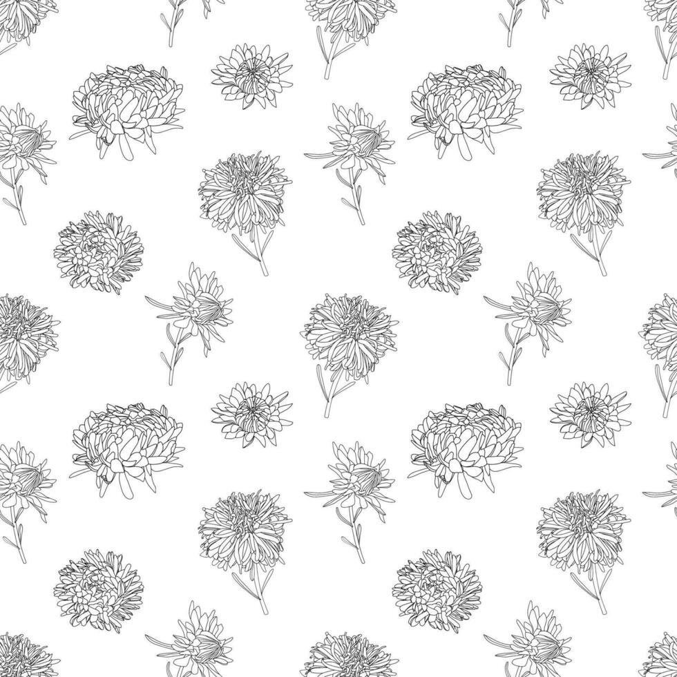 Vector botanical hand drawn monochrome line art pattern of asters flowers, daisies in graphics