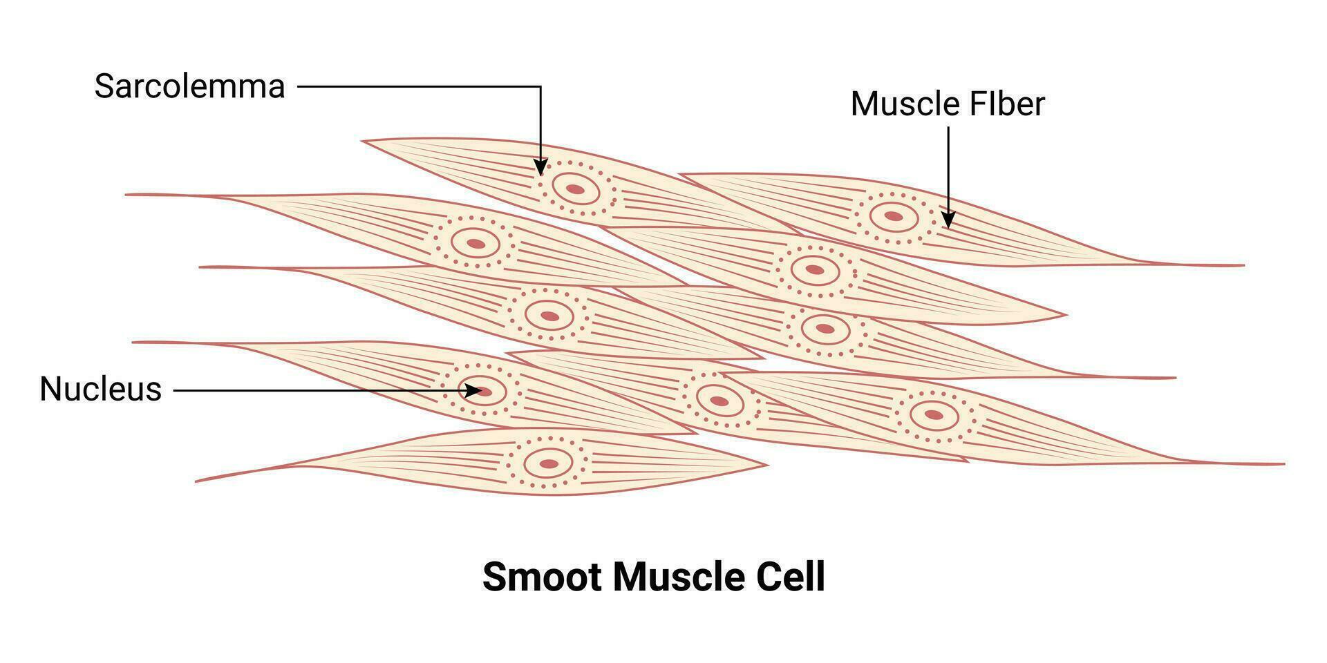 Smoot Muscle Cell Vector Illustration Design Diagram