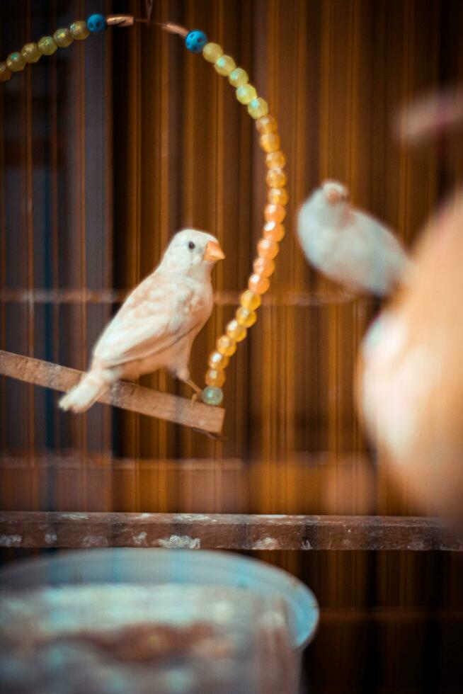 The beautiful bird sitting in cage. photo