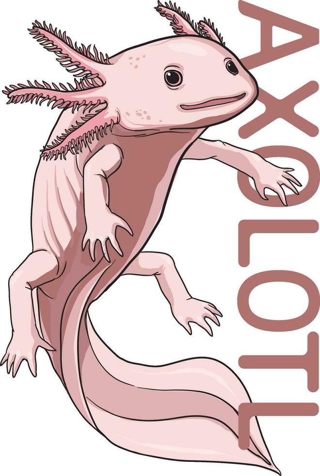 illustration of axolotl in cartoon style vector