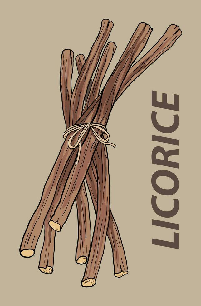 illustration of licorice root vector