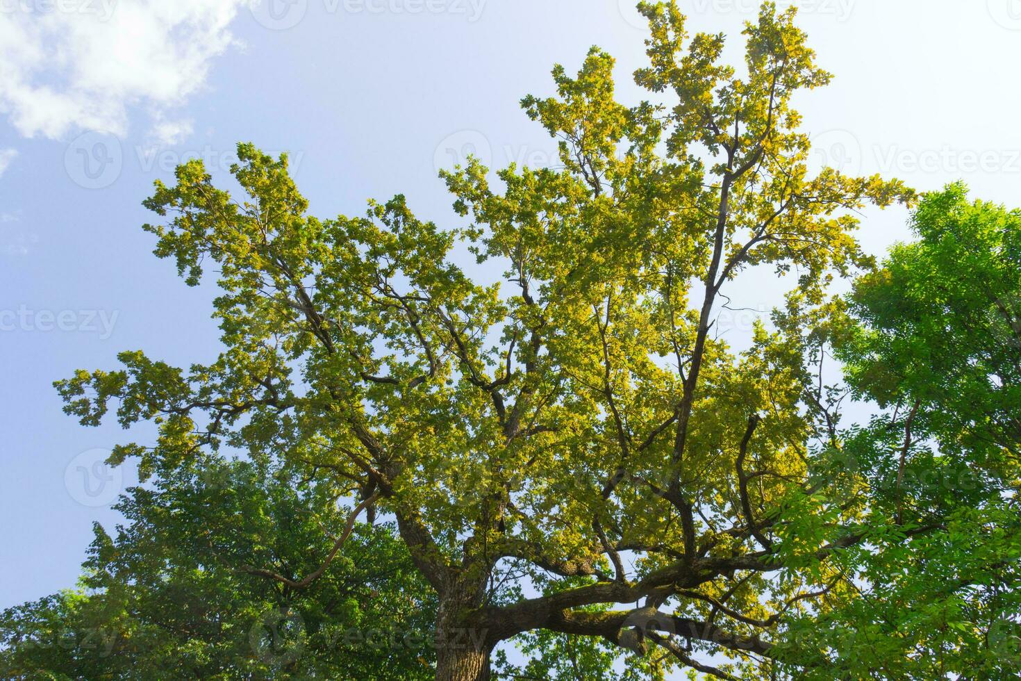 Big trees over blue clear sky background in the park or in the forest photo