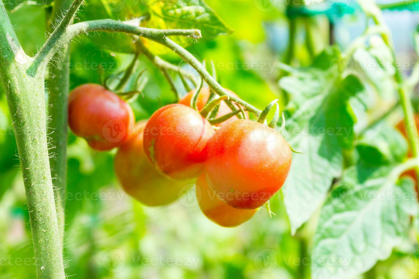 Close up of red ripe tomatoes growing on the plant in the sunlight in the garden photo