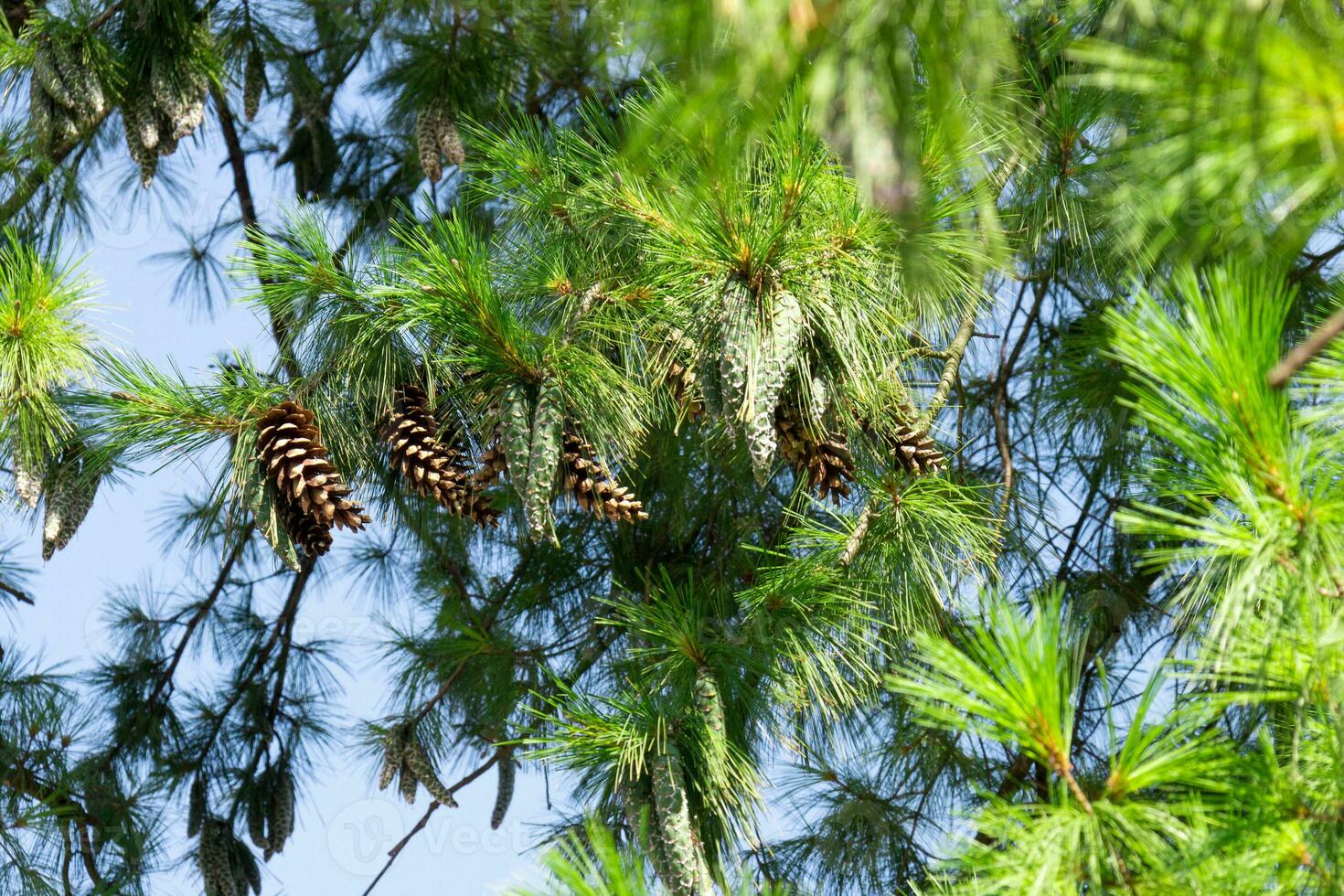 Close up of big pine cones growing on a tree branch over blue clear sky background photo