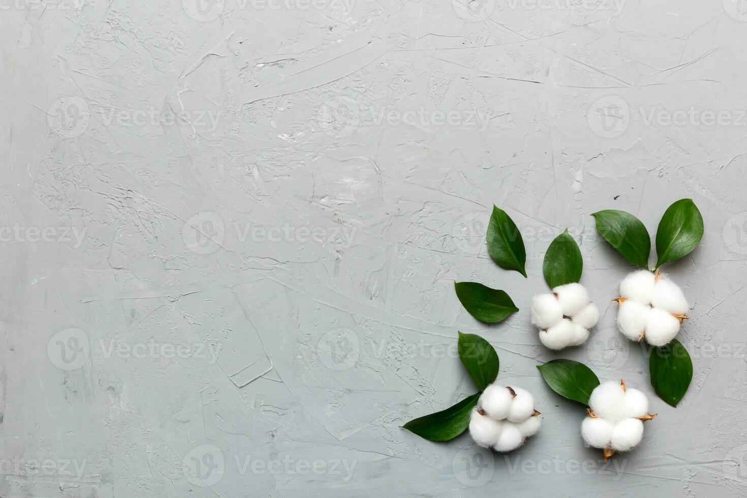 Autumn Floral Flat lay background composition. Dried white fluffy cotton flower branchwith green leaf top view on colored table with copy space photo