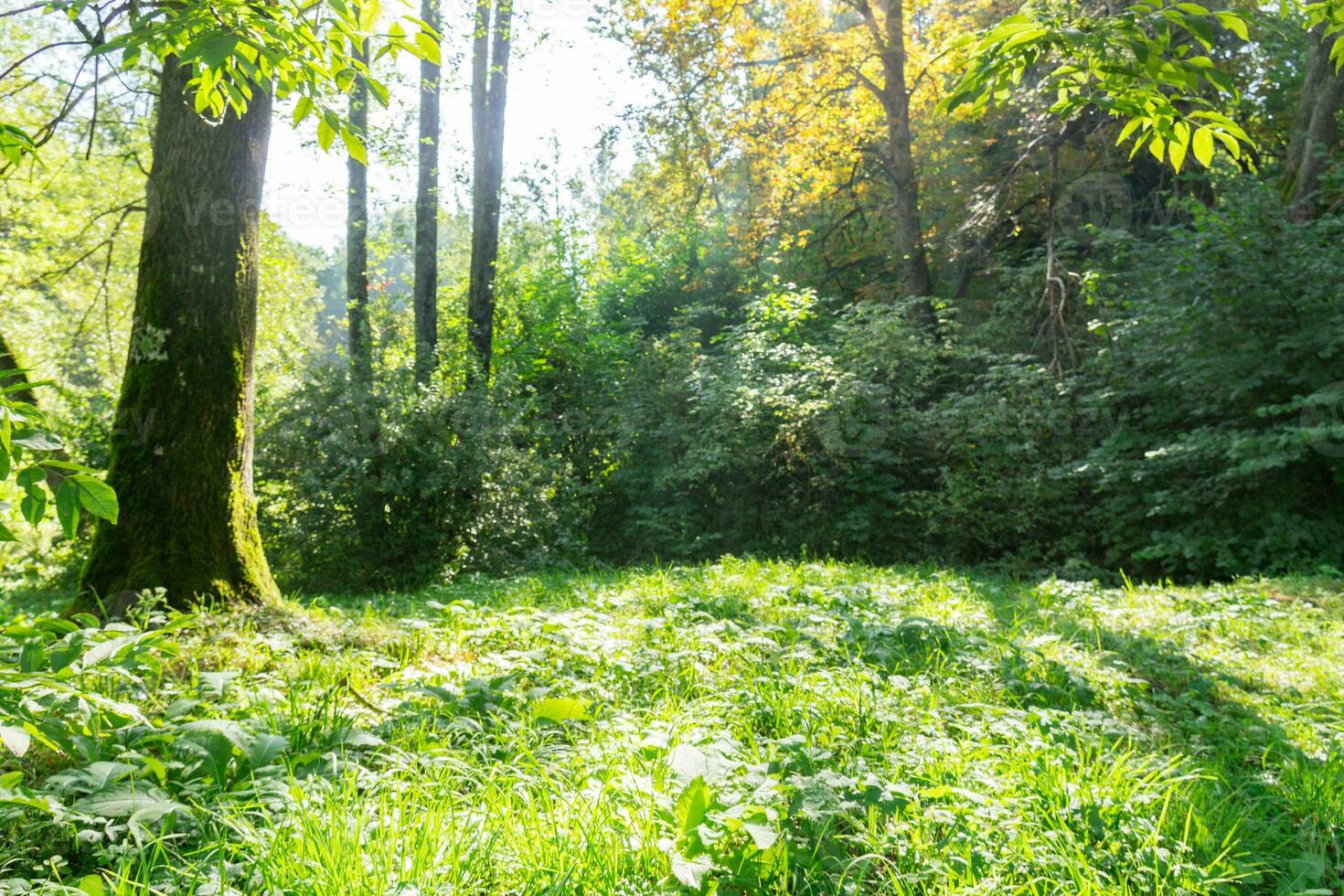 Sunny green grassy meadow in the forest photo