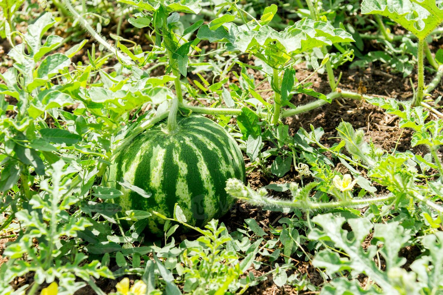 Close up of growing watermelon on the ground. Ripe fruit photo