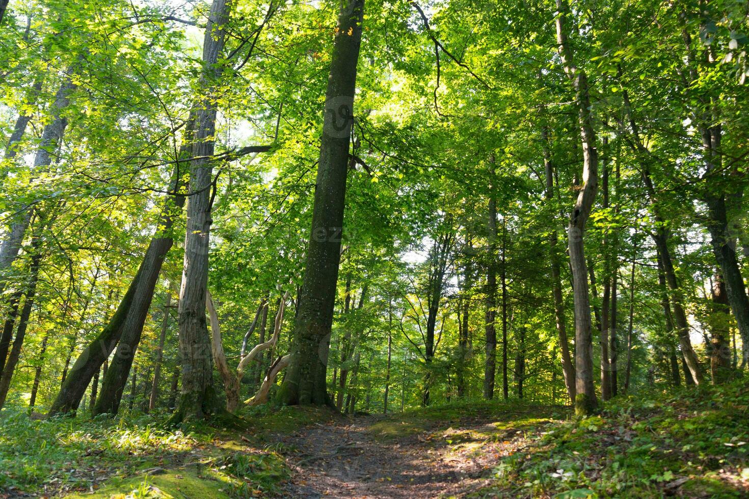 Thic forest with tall green deciduous trees photo