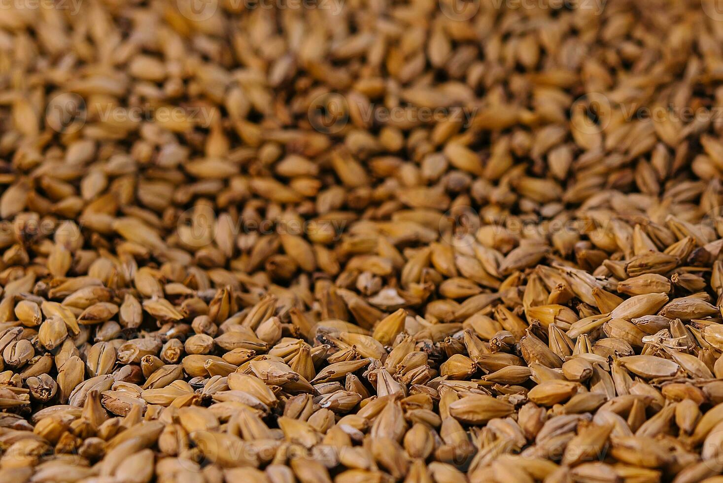 Grains of wheat close up background or macro photo